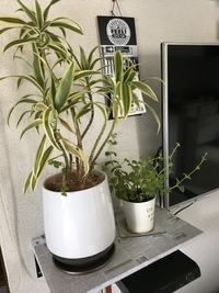 DIY(*ˊ˘ˋ*)｡♪:*° 2018/03/06 10:45:12