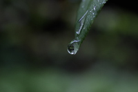雫