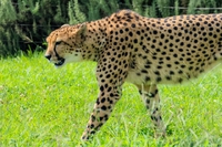 ●肩こりがつらい人は『チーター』をお手本･･･
