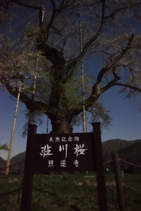 荘川桜