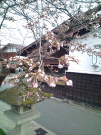 桜咲き始めました