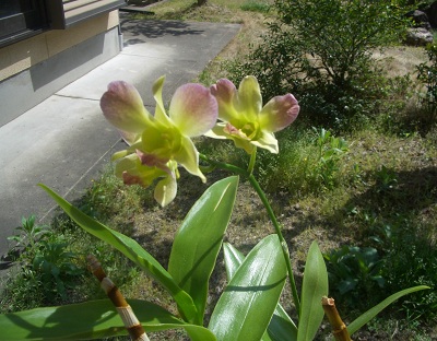 蘭