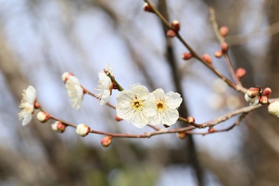 花便り　No．１