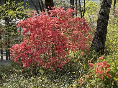 桜洞は花盛り