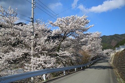 桜の季節です