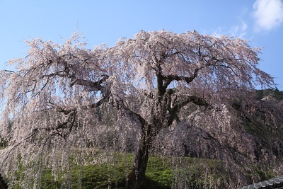 桜巡り