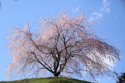 桜巡り