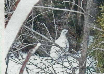 御前山に雷鳥の報道を思い出して