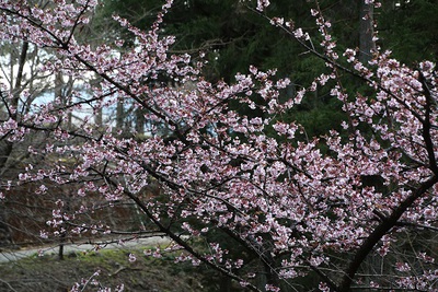 駐車場を桜の名所に