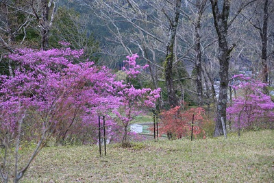 桜の次はツツジ