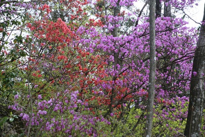 桜の次はツツジ