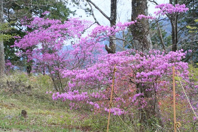 桜の次はツツジ