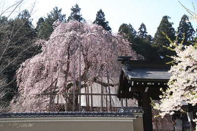 桜巡り