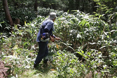 登山道整備　熊笹刈り作業