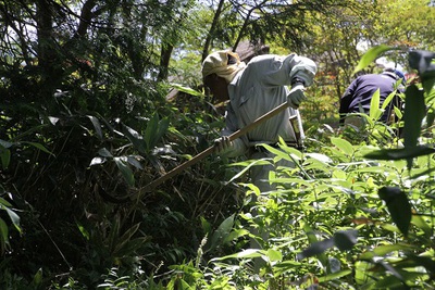登山道整備　熊笹刈り作業