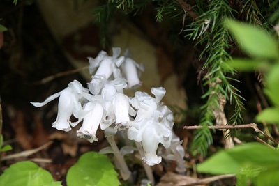 こんな植物も見つけたよ１