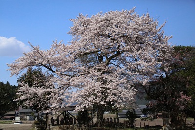 桜巡り