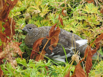 御前山に雷鳥の報道を思い出して