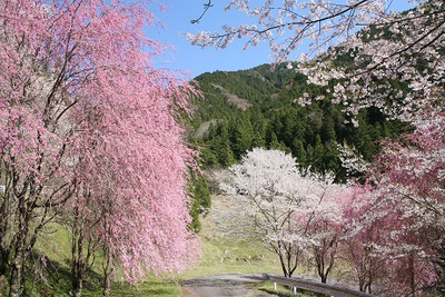 水洞平駐車場の桜の美しいこと