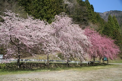 水洞平駐車場の桜の美しいこと