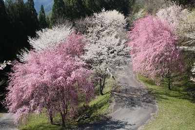 水洞平駐車場の桜の美しいこと
