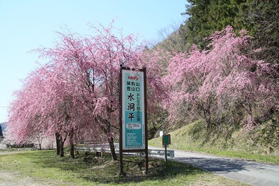 水洞平駐車場の桜の美しいこと