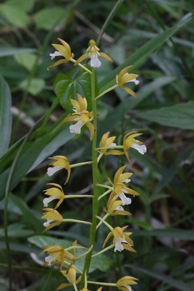 野辺の花