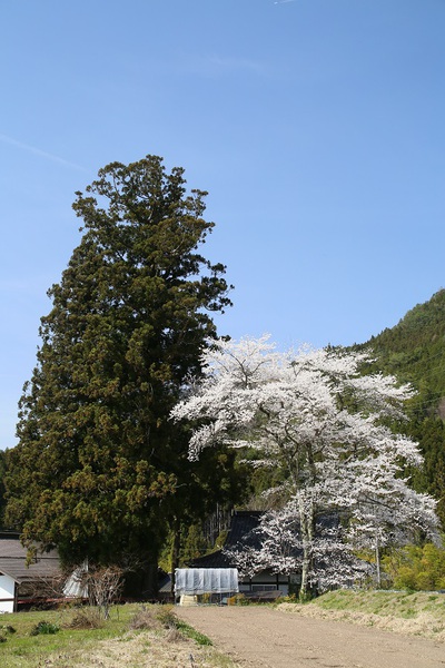 桜の季節になりました