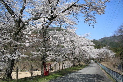 桜の季節になりました