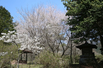 桜の季節になりました