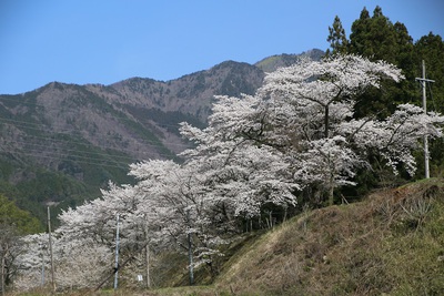 桜の季節になりました