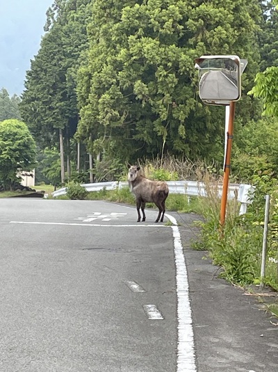 ニホンカモシカも早朝ウオーク？