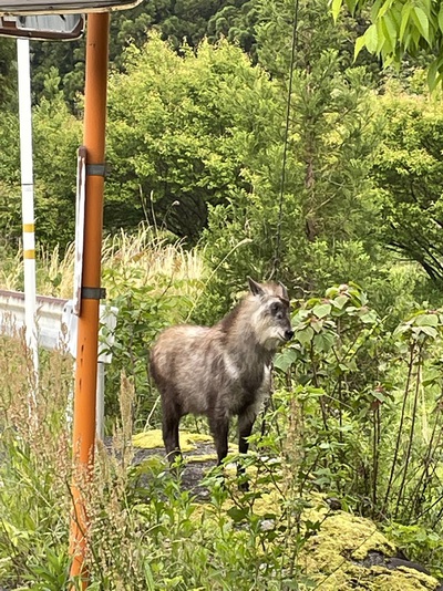 ニホンカモシカも早朝ウオーク？