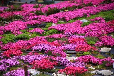 桜洞は花盛り
