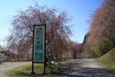 水洞平の桜　４．９日