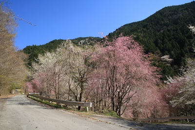 水洞平の桜　４．９日