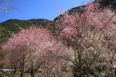 水洞平の桜　４．９日