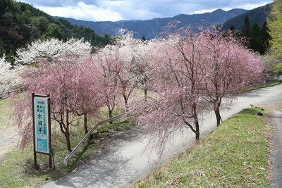 水洞平の桜が見頃を迎えます！
