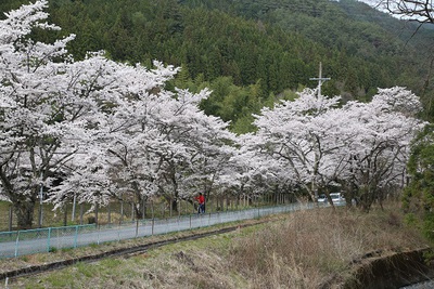 花の季節の始まりです