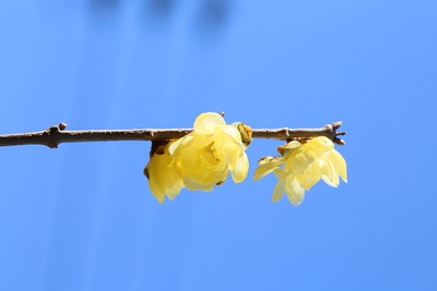花便り　No．１