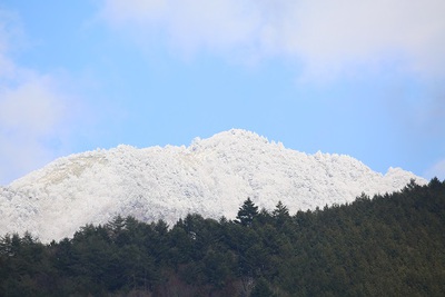 桜の苗を植えました　春の雪景色