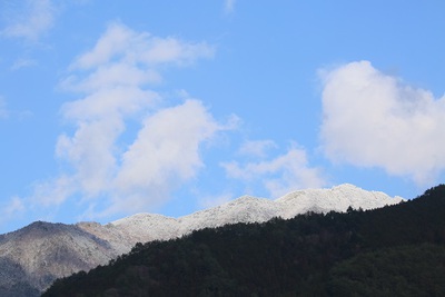 桜の苗を植えました　春の雪景色