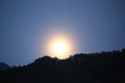 花便りNo．２