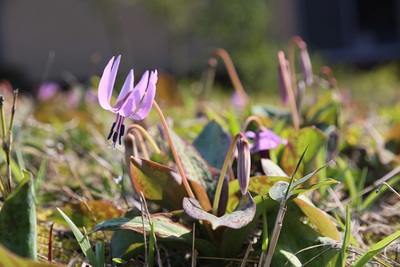 花便りNo．２