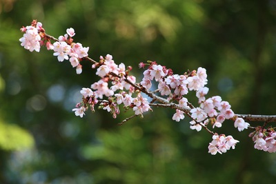 花便りNo．２