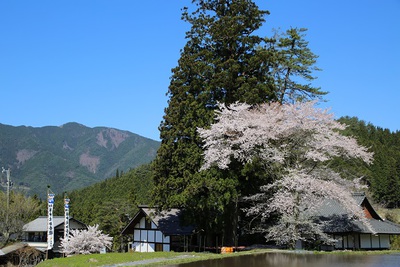 桜吹雪の下で春祭り
