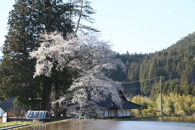 桜満開　花便りNo．３