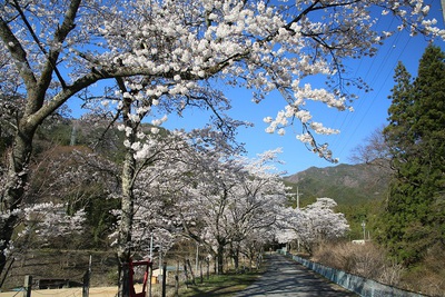桜満開　花便りNo．３