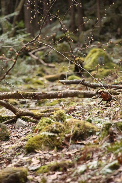 水洞平の桜が見頃