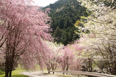 水洞平の桜が見頃